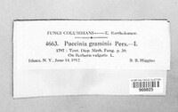Puccinia graminis image